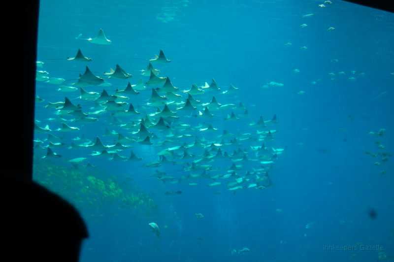 GA Aquarium 0007_1.JPG - A squadron of Stingrays in the ocean display.